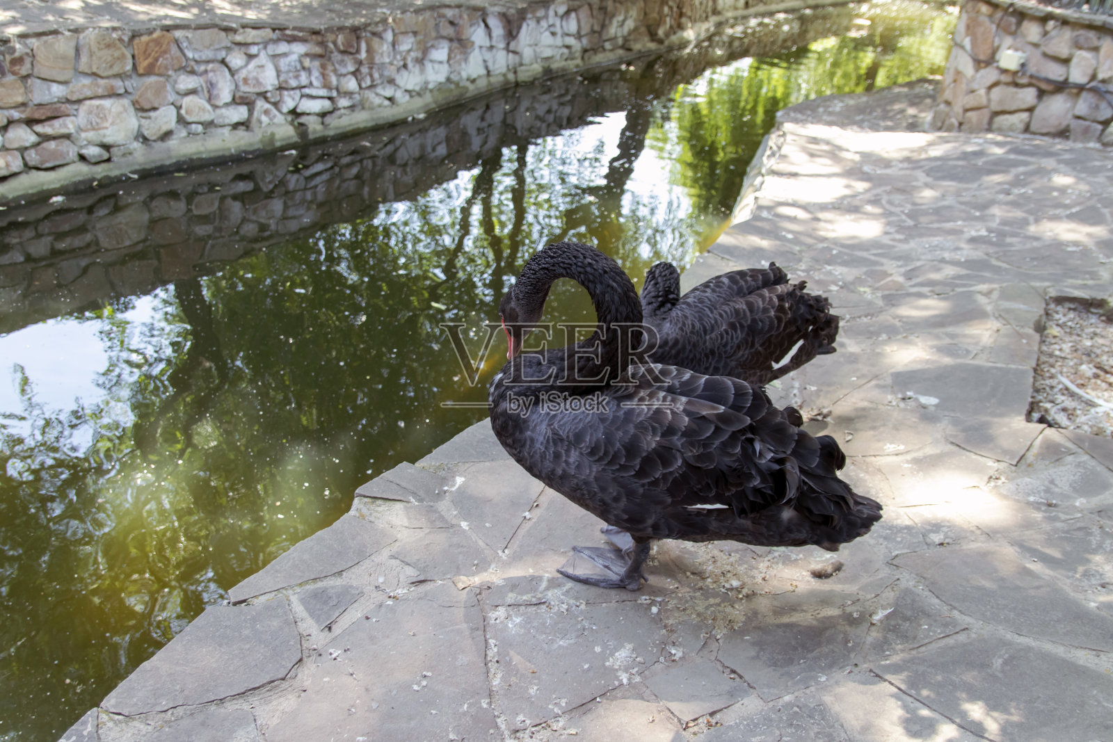 一对黑天鹅在一个人工水库的岸边。照片摄影图片
