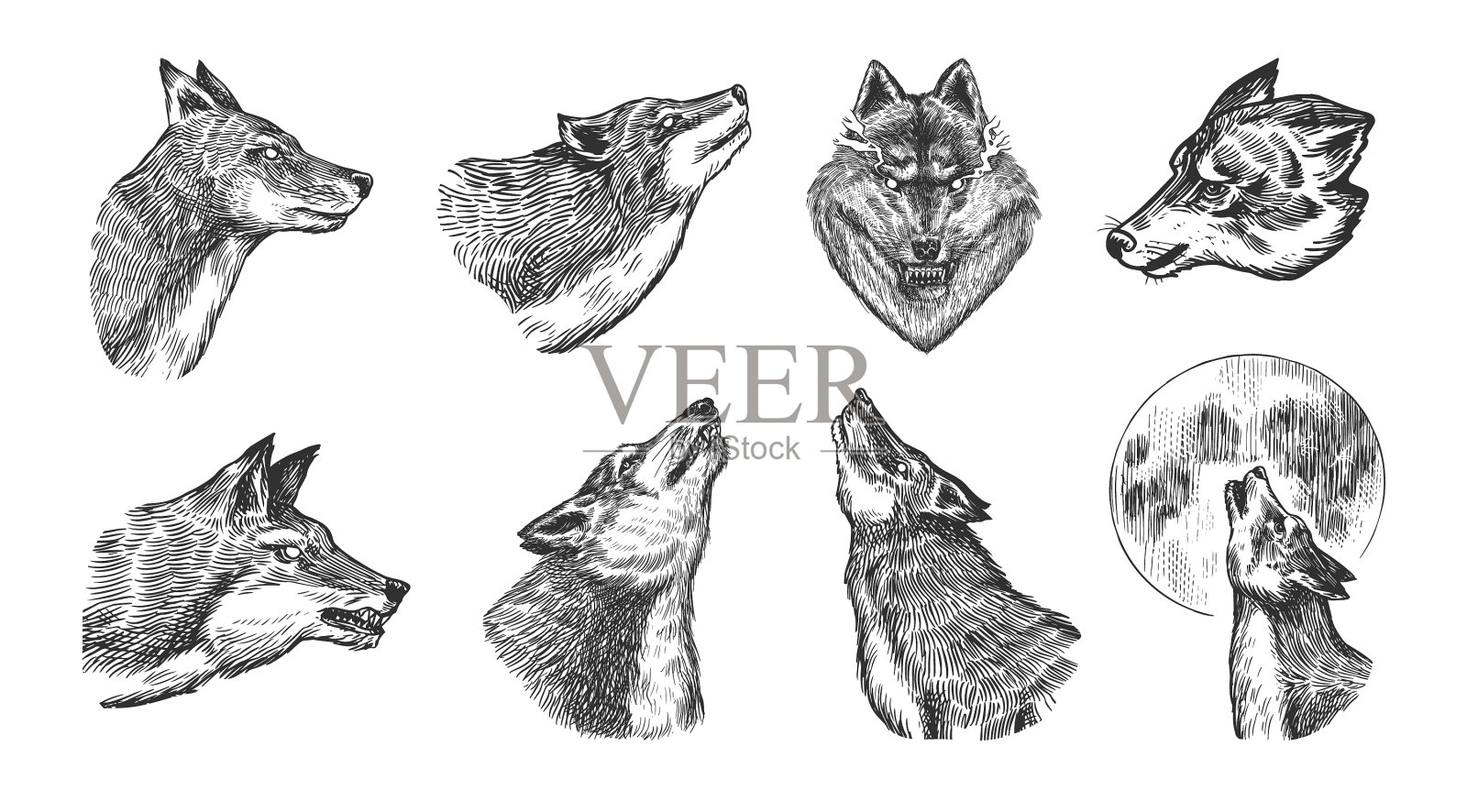 灰太狼放灰太狼，一只凶猛的食肉野兽插画图片素材