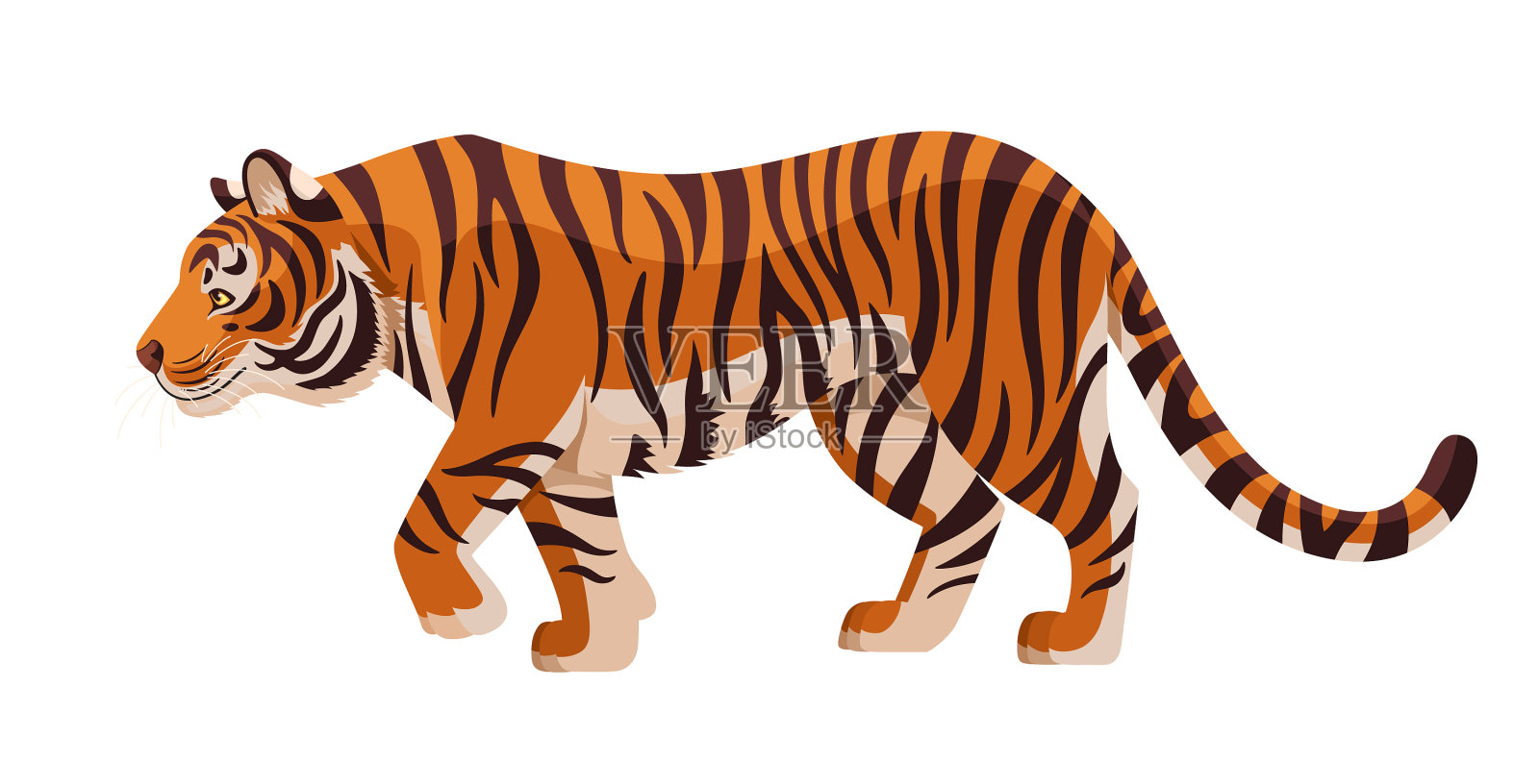 东北虎被孤立在白色的背景上插画图片素材