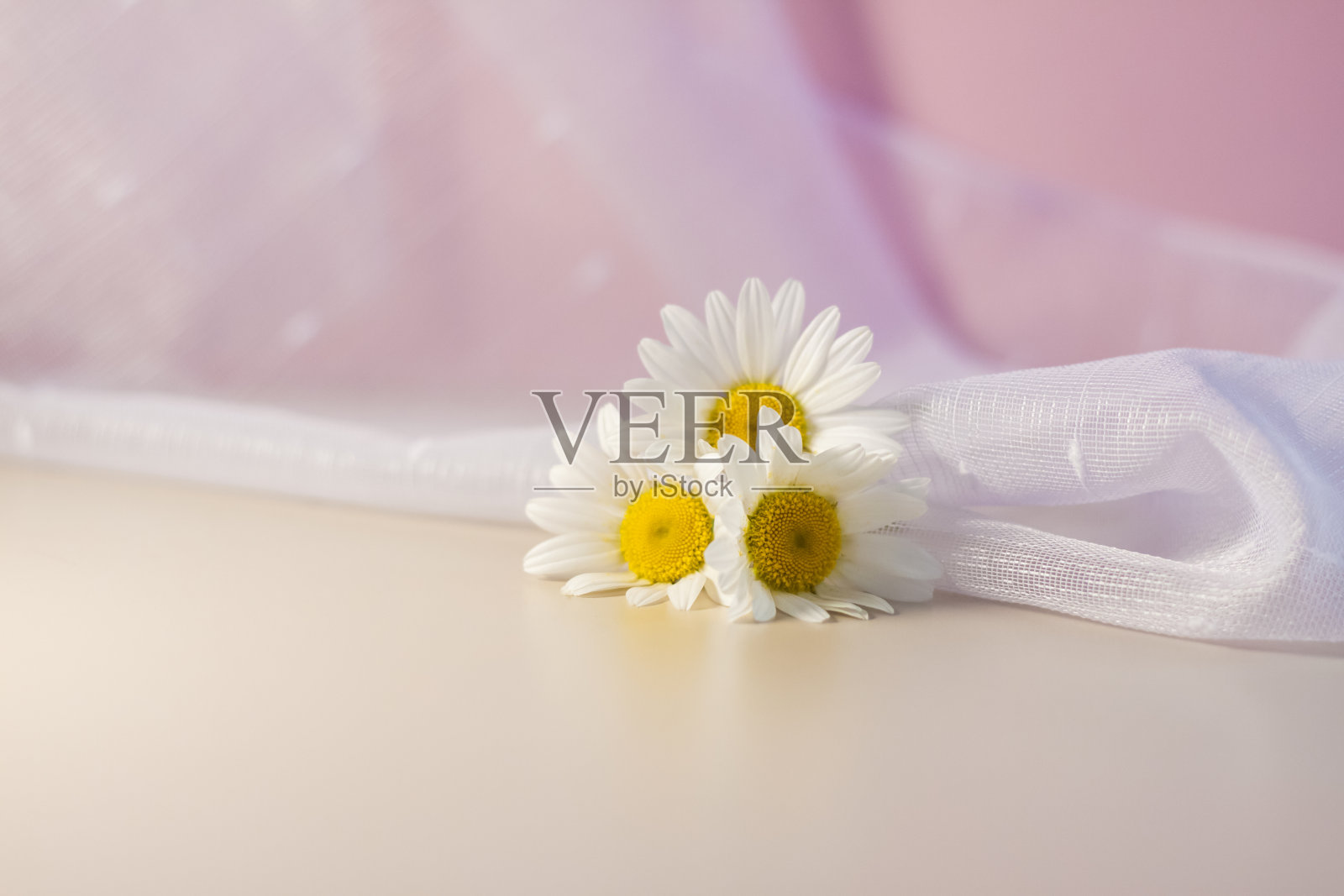 白色雏菊在米黄色的背景和白色的面纱。照片摄影图片