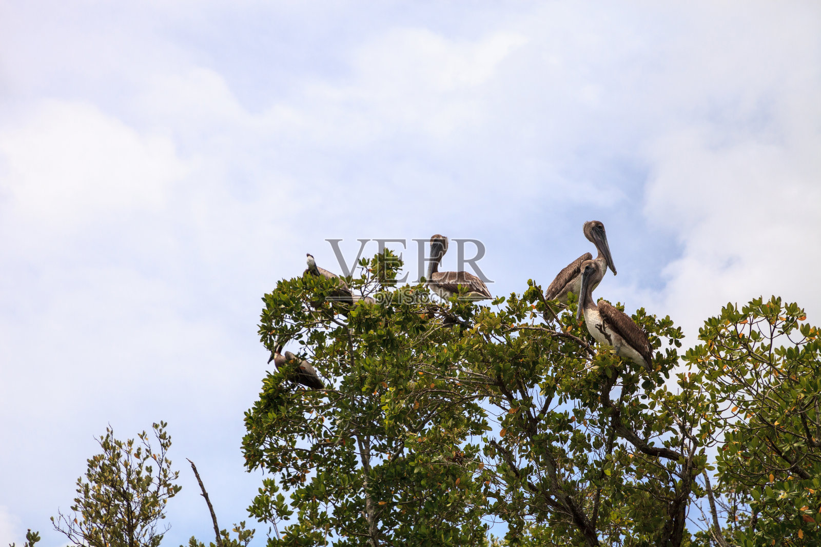 在皮艇前面的鹈鹕中队照片摄影图片