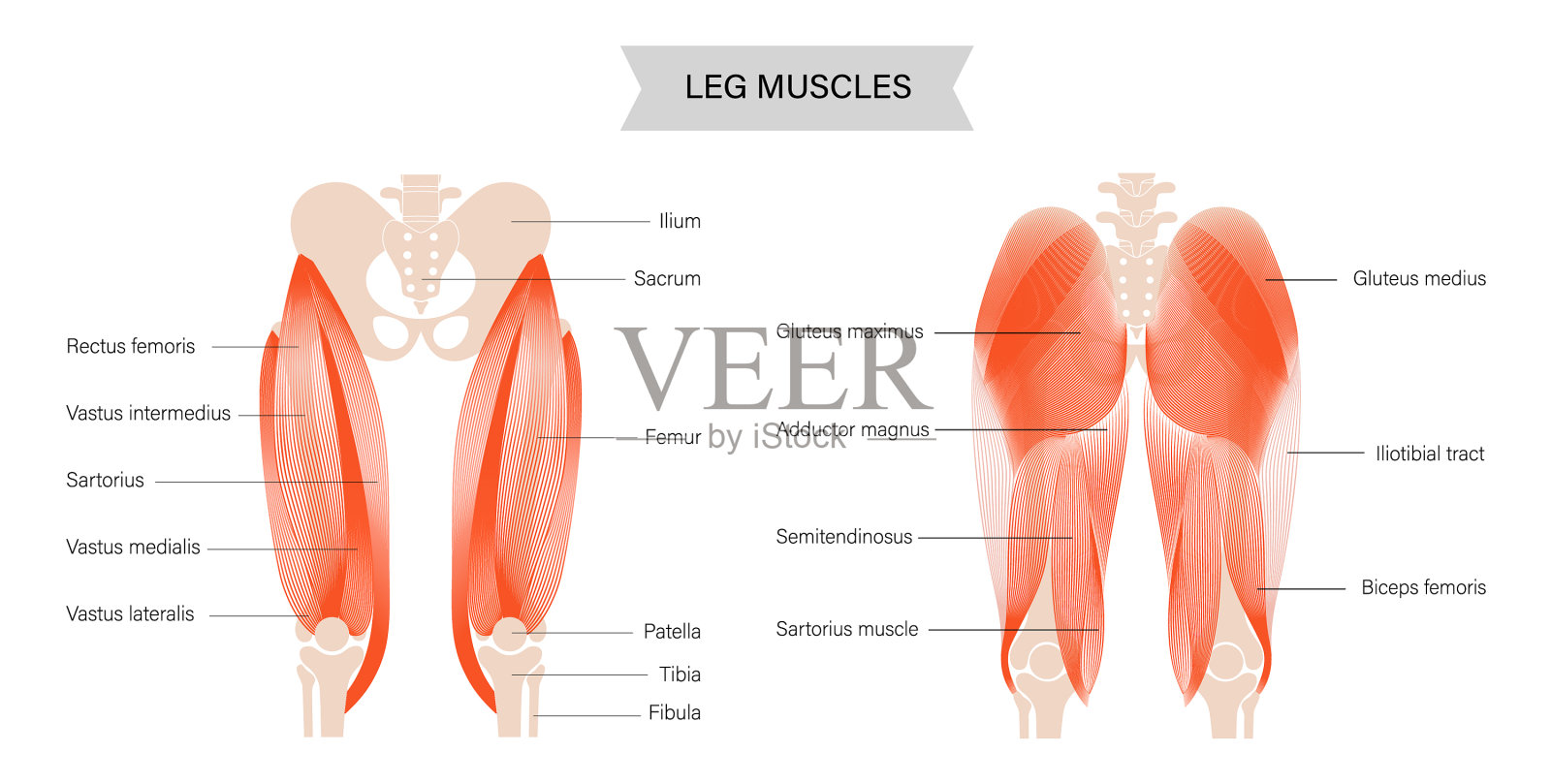 腿肌肉系统插画图片素材