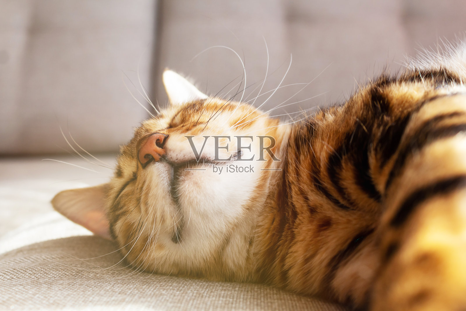 孟加拉猫躺在沙发上微笑。照片摄影图片