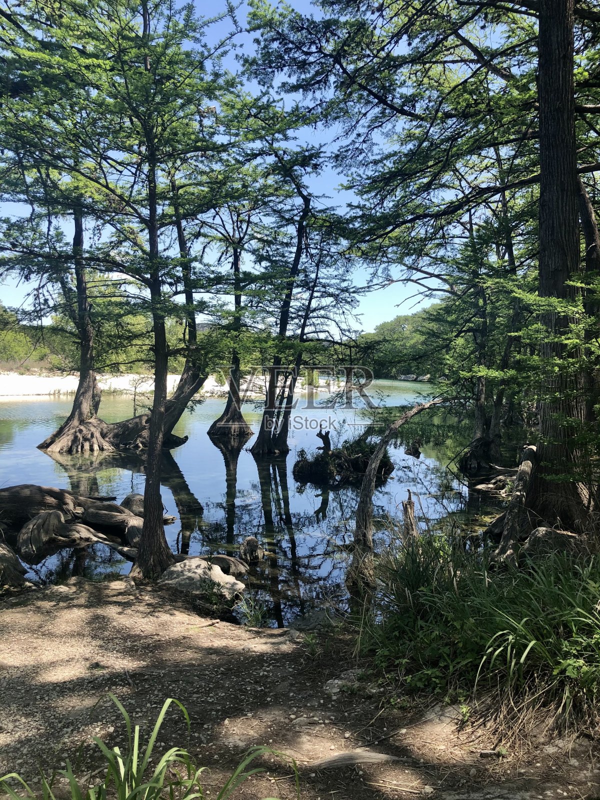 树照片摄影图片