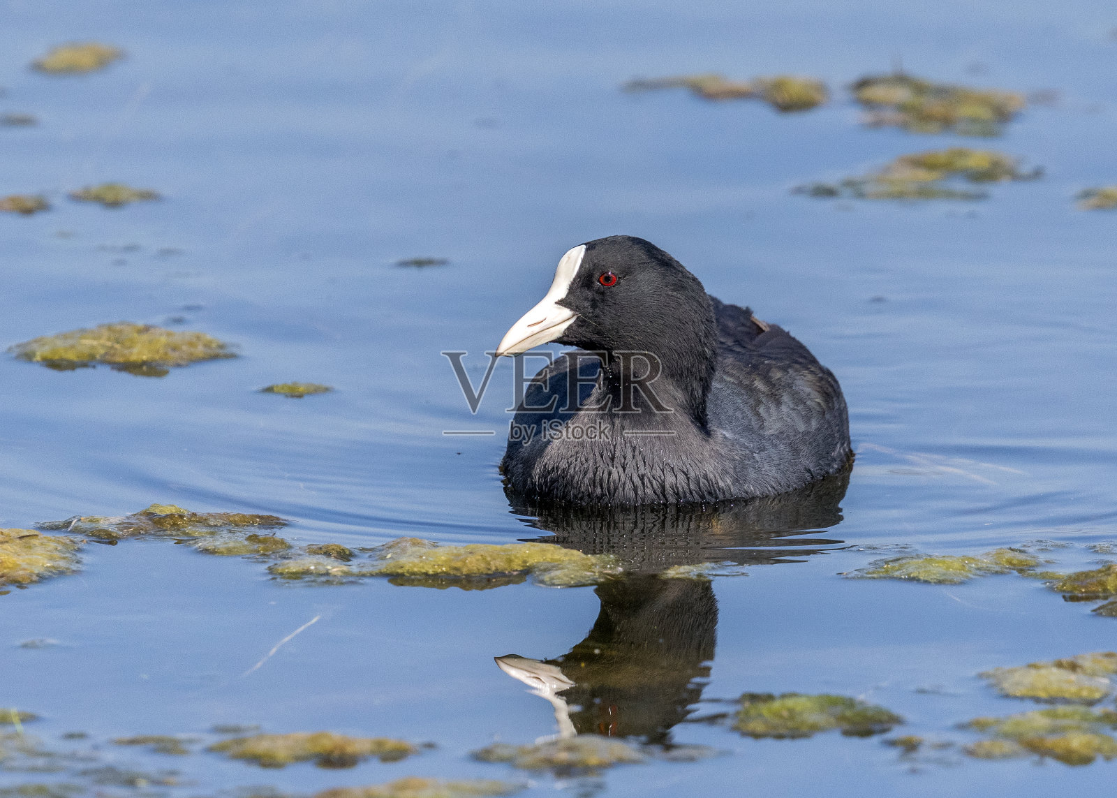 普通白骨顶- Keoladeo国家公园，Bharatpur，印度。照片摄影图片
