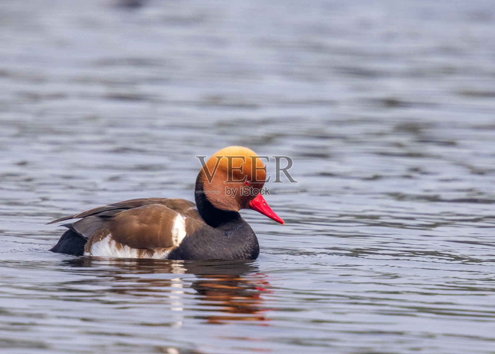 红冠潜鸭- Keoladeo国家公园，Bharatpur，印度。照片摄影图片