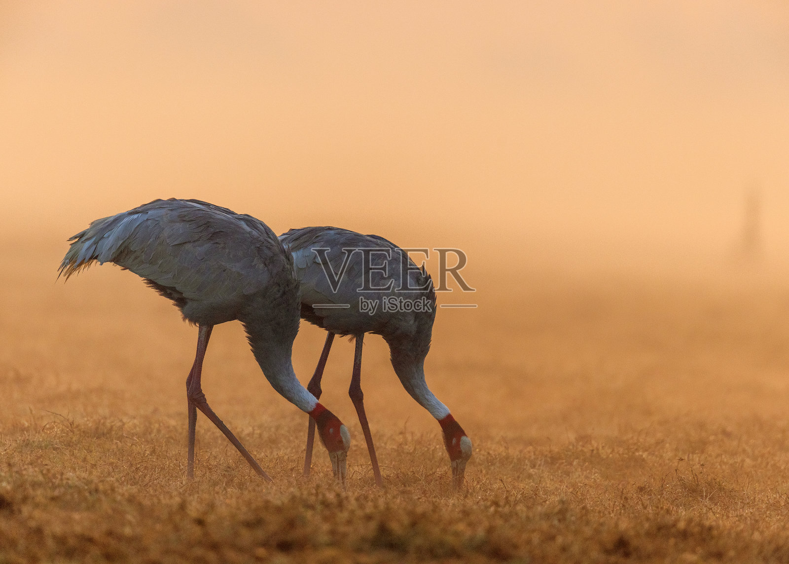 印度Saras Crane - Keoladeo国家公园，Bharatpur，印度。照片摄影图片