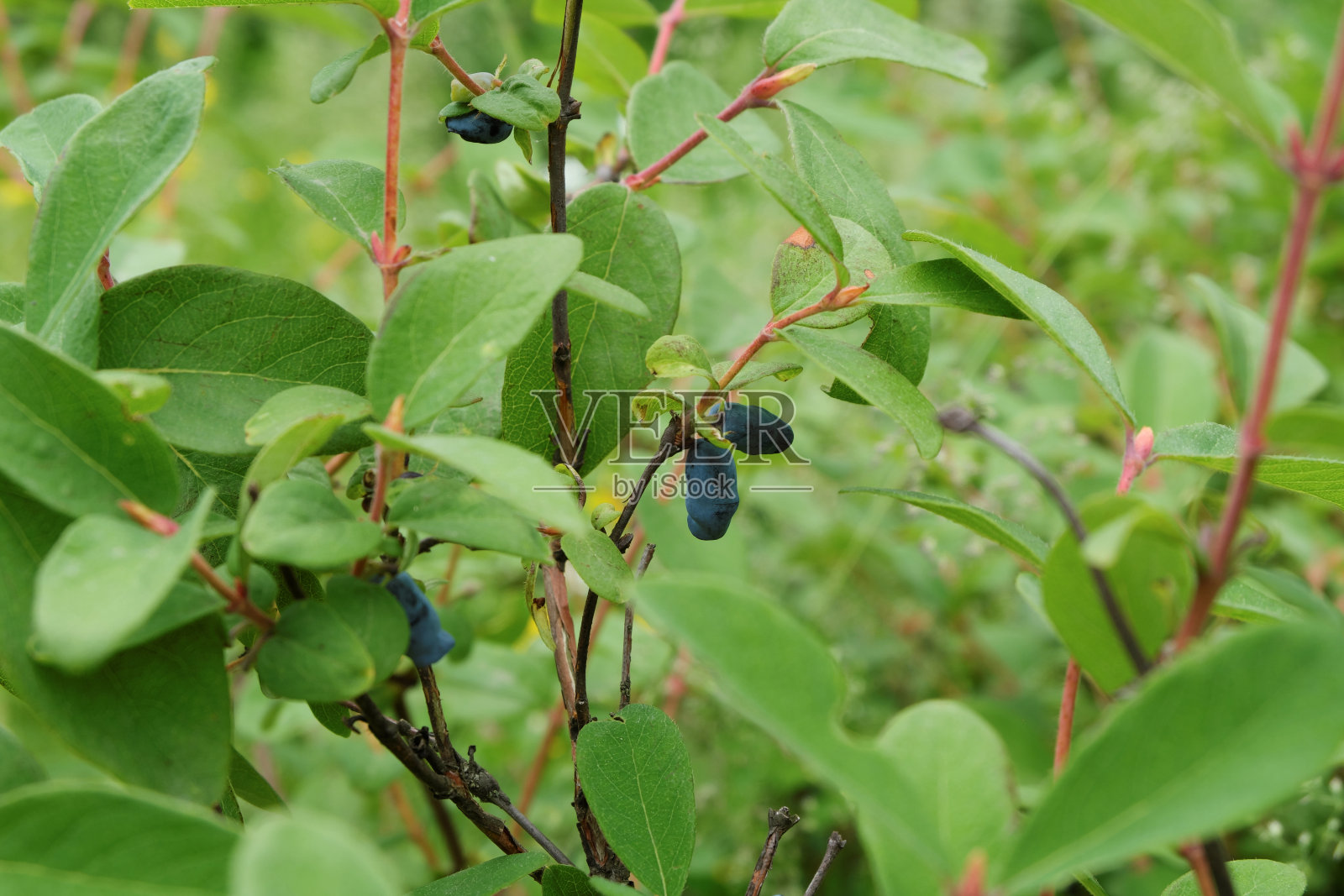 收割。成熟的金银花浆果生长在带有绿色叶子的灌木的树枝上。照片摄影图片