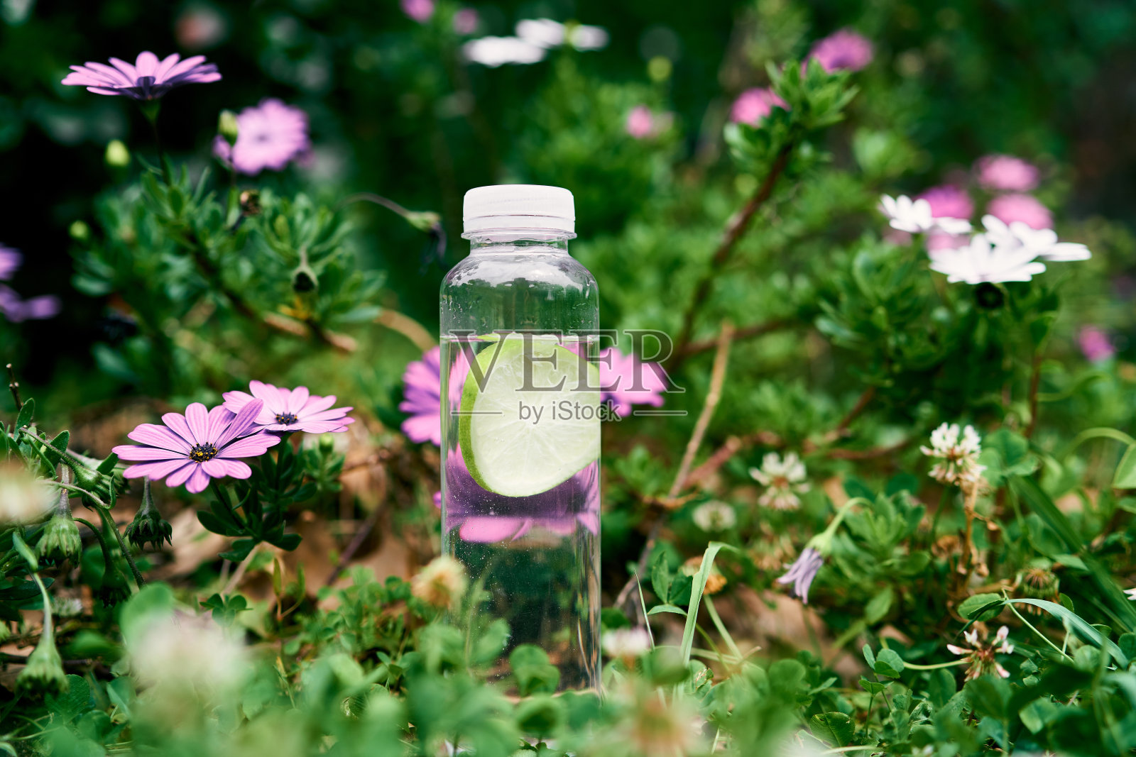 一瓶水立在翠绿的草地上，周围是盛开的紫苑照片摄影图片