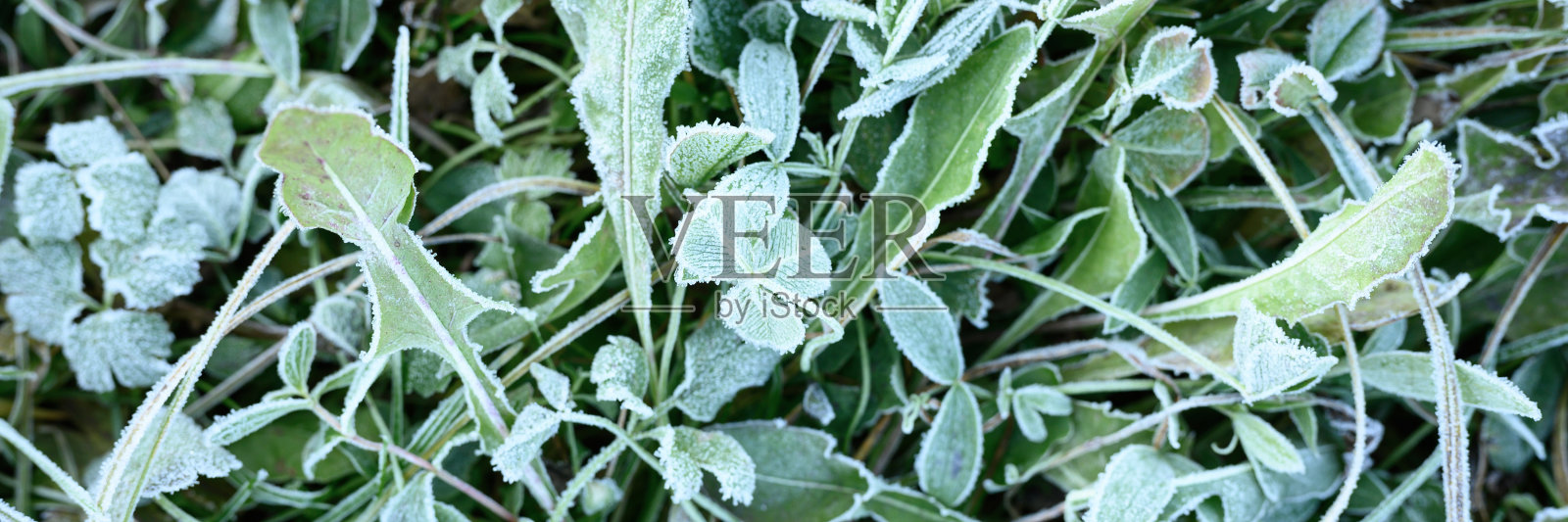 花园里的绿草晨霜，草地上的冻草日出时结霜。纹理图案的自然背景。前视图。横幅照片摄影图片