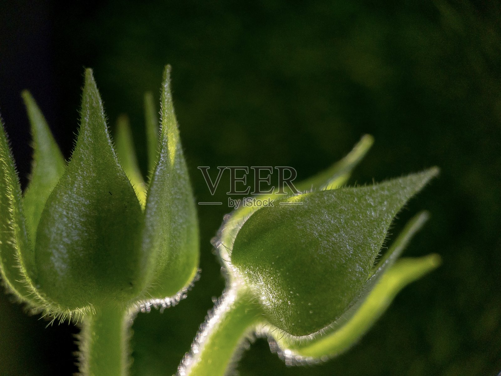 Gloxinia Bud特写与背光在晚上照片摄影图片