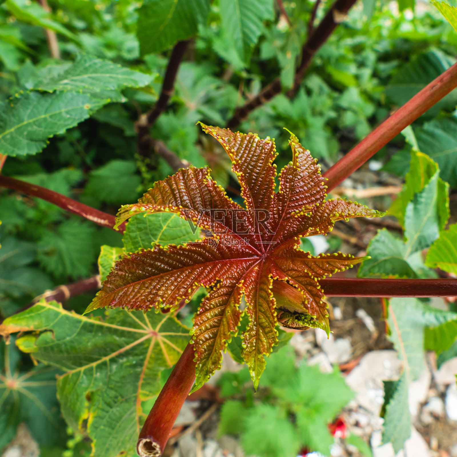 蓖麻鲜叶照片摄影图片