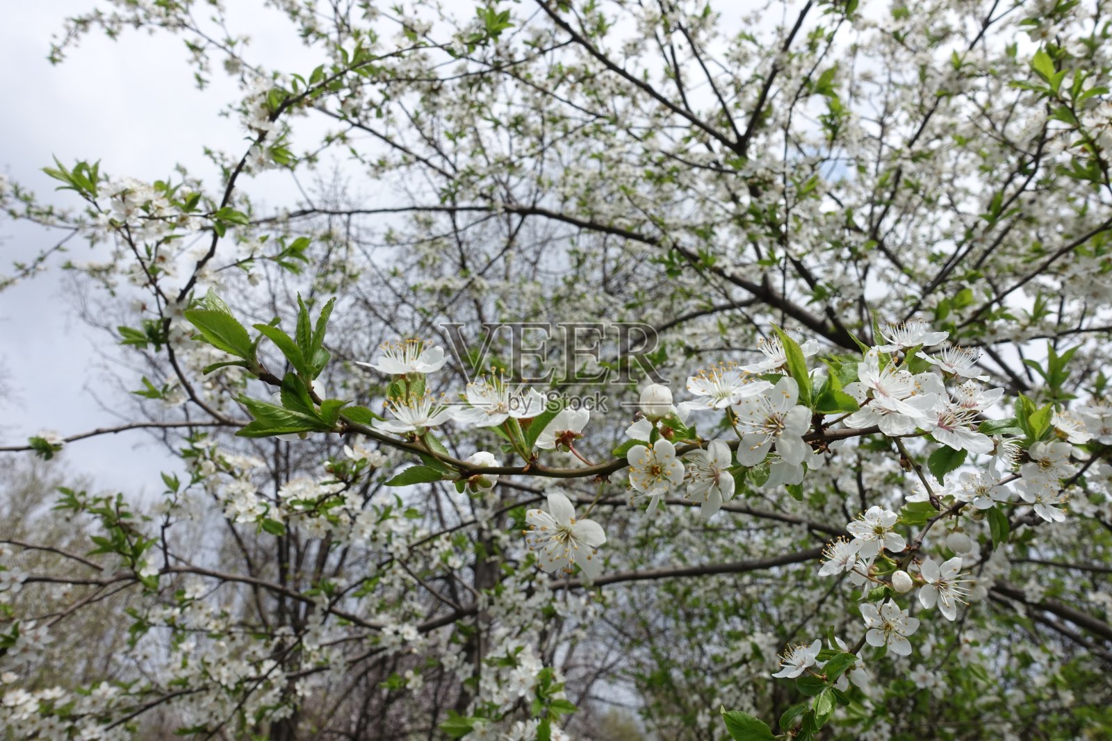 四月李树细枝上罕有白花照片摄影图片