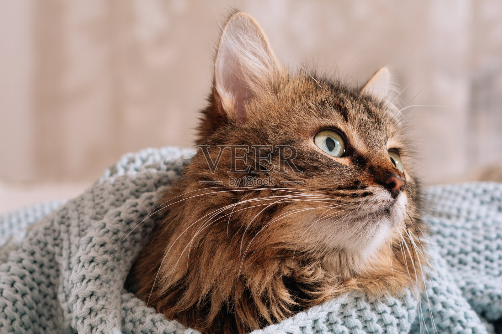 有趣的棕色条纹可爱的绿眼睛小猫躺在床上包裹在蓝色格子。照片摄影图片