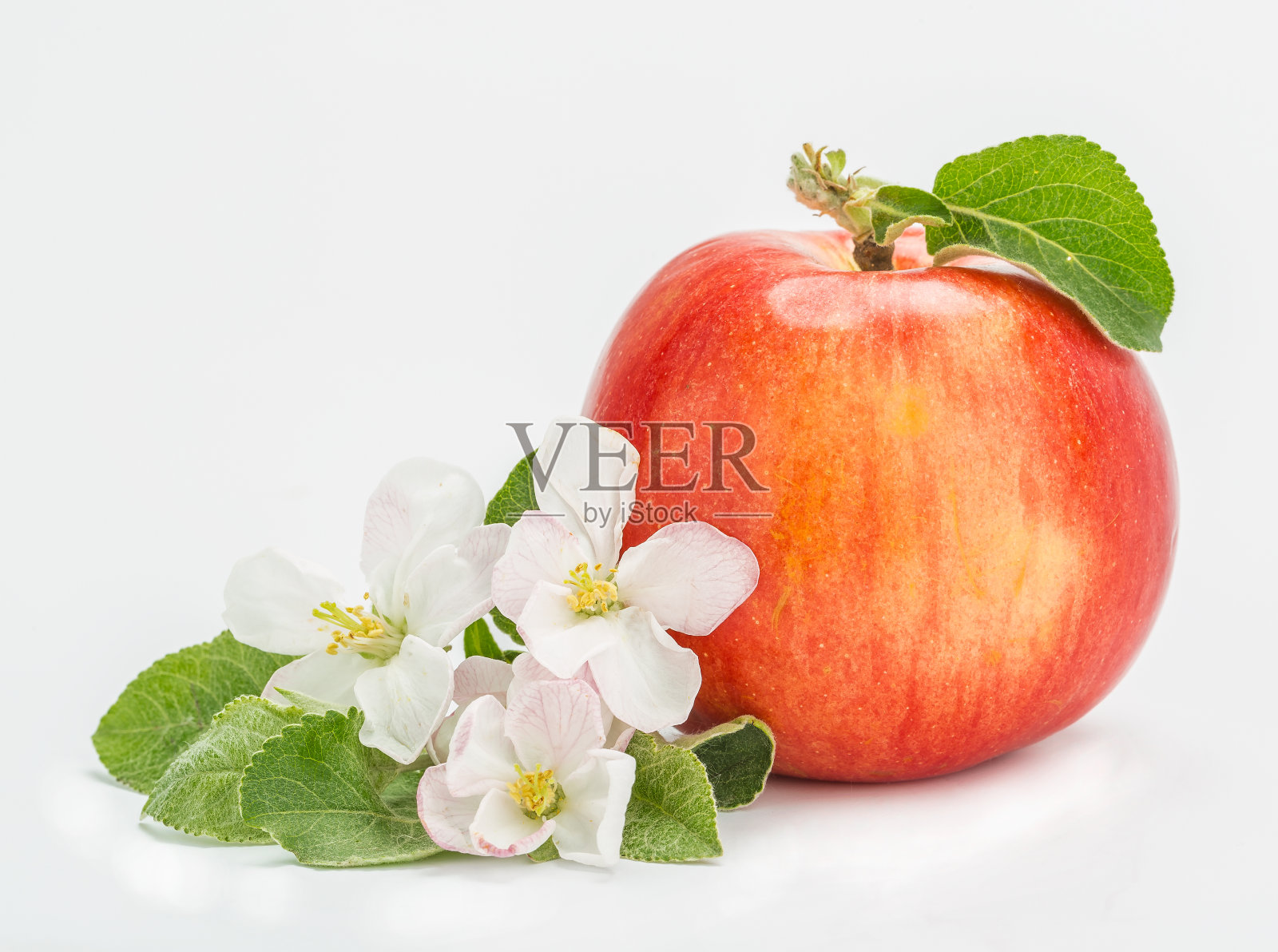 苹果树花和苹果照片摄影图片