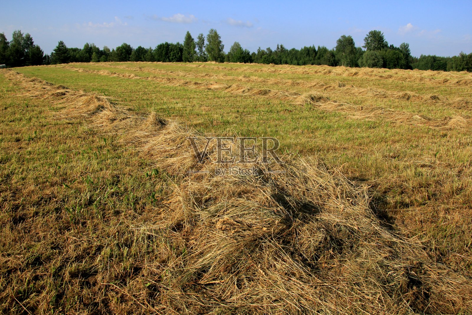 在金色的田野景观中收获黄色的干草照片摄影图片