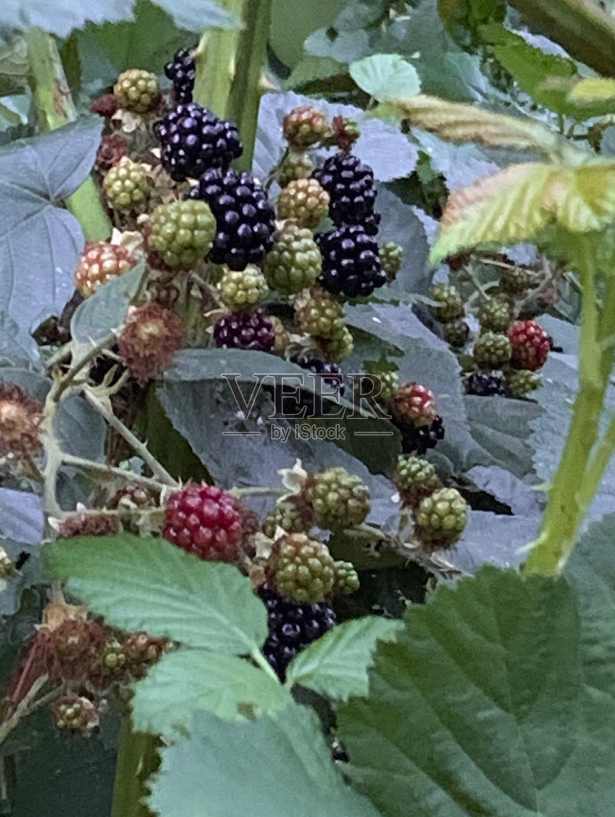 野生黑莓特写照片摄影图片