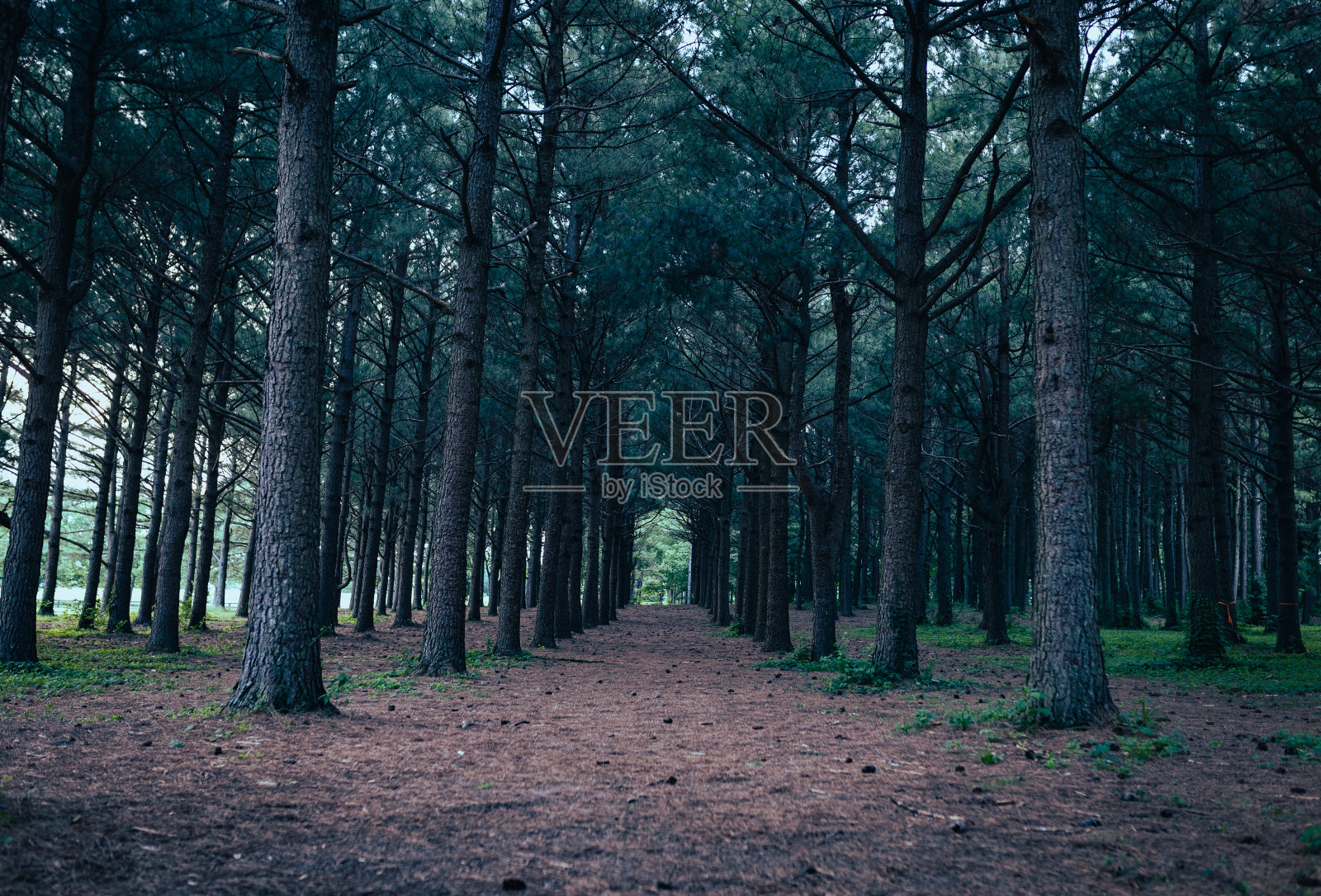 人工林中成排松树的展望照片摄影图片