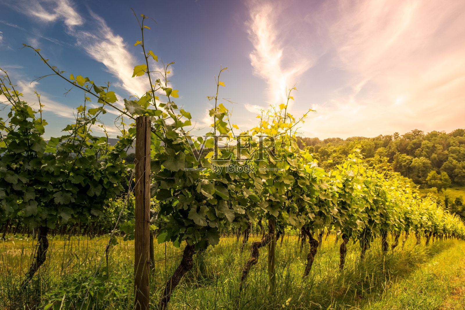 德国的葡萄田，日落时分的奥登瓦尔德bergstrasse odenwald照片摄影图片