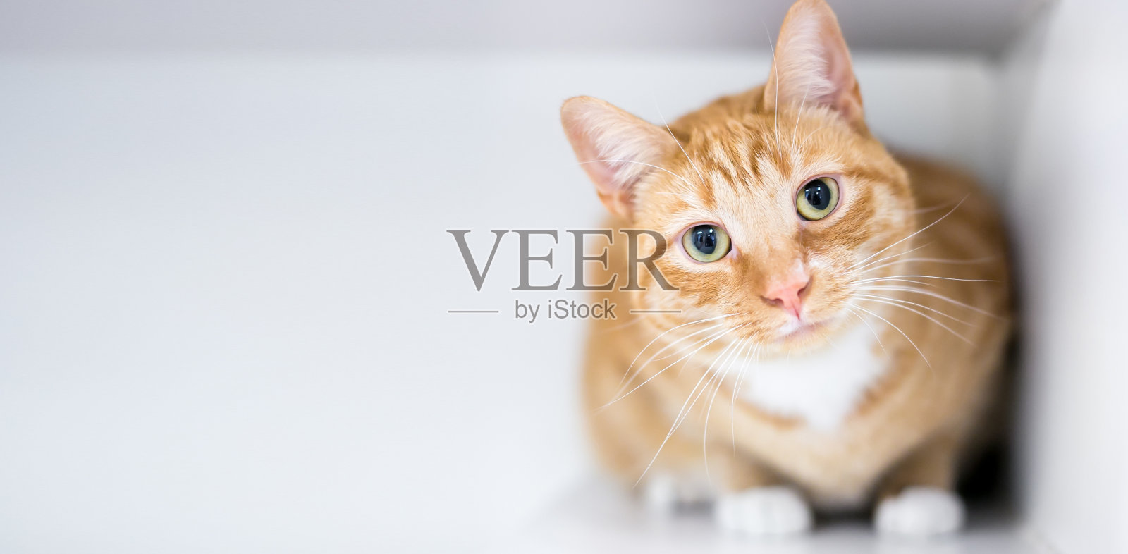 一只虎斑猫斜着头蹲着看照片摄影图片