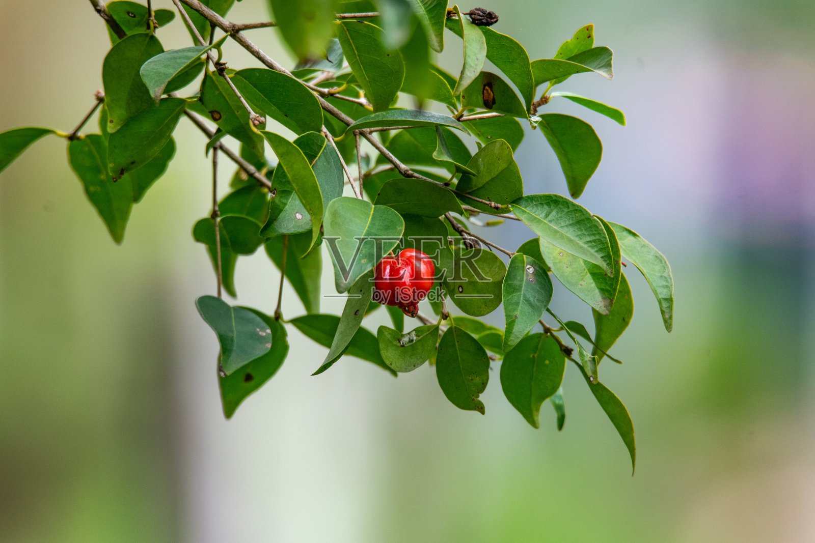 红色水果照片摄影图片