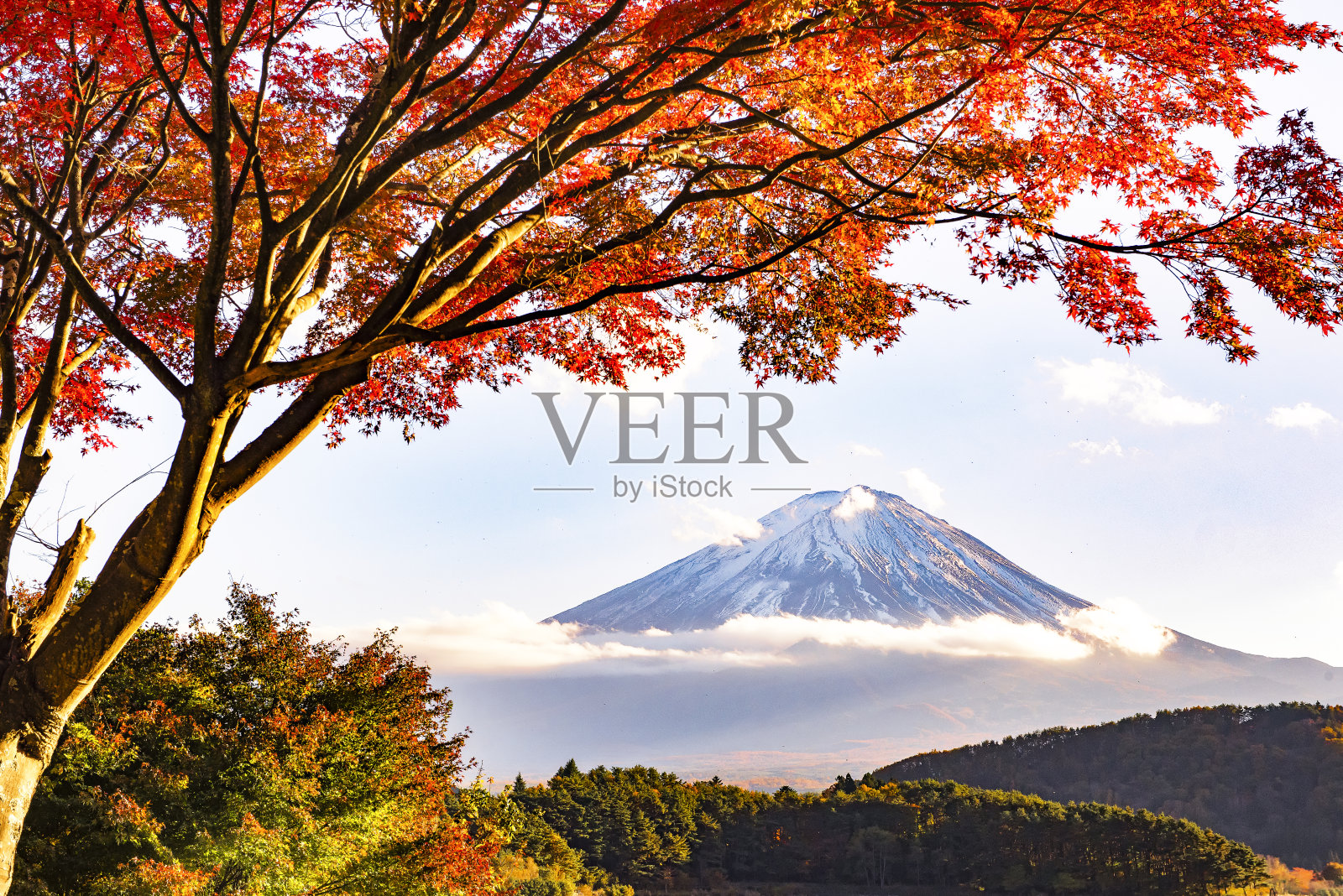 日本山梨县川口湖秋日富士山和红枫照片摄影图片