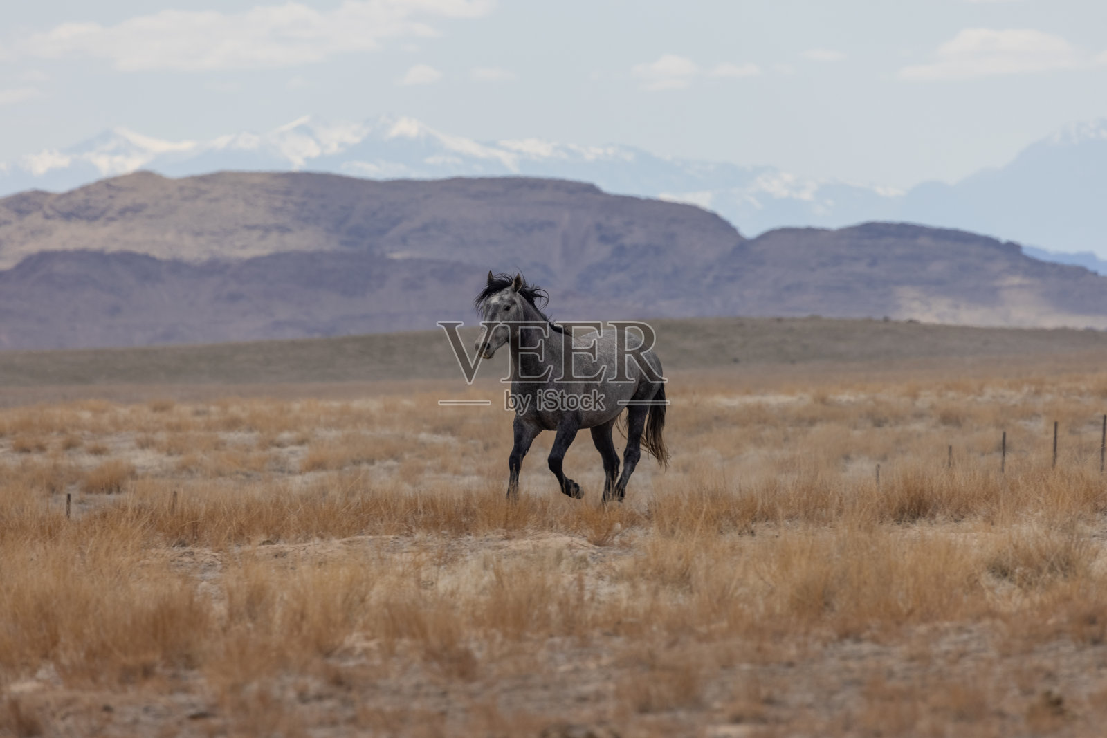 犹他沙漠的野马照片摄影图片