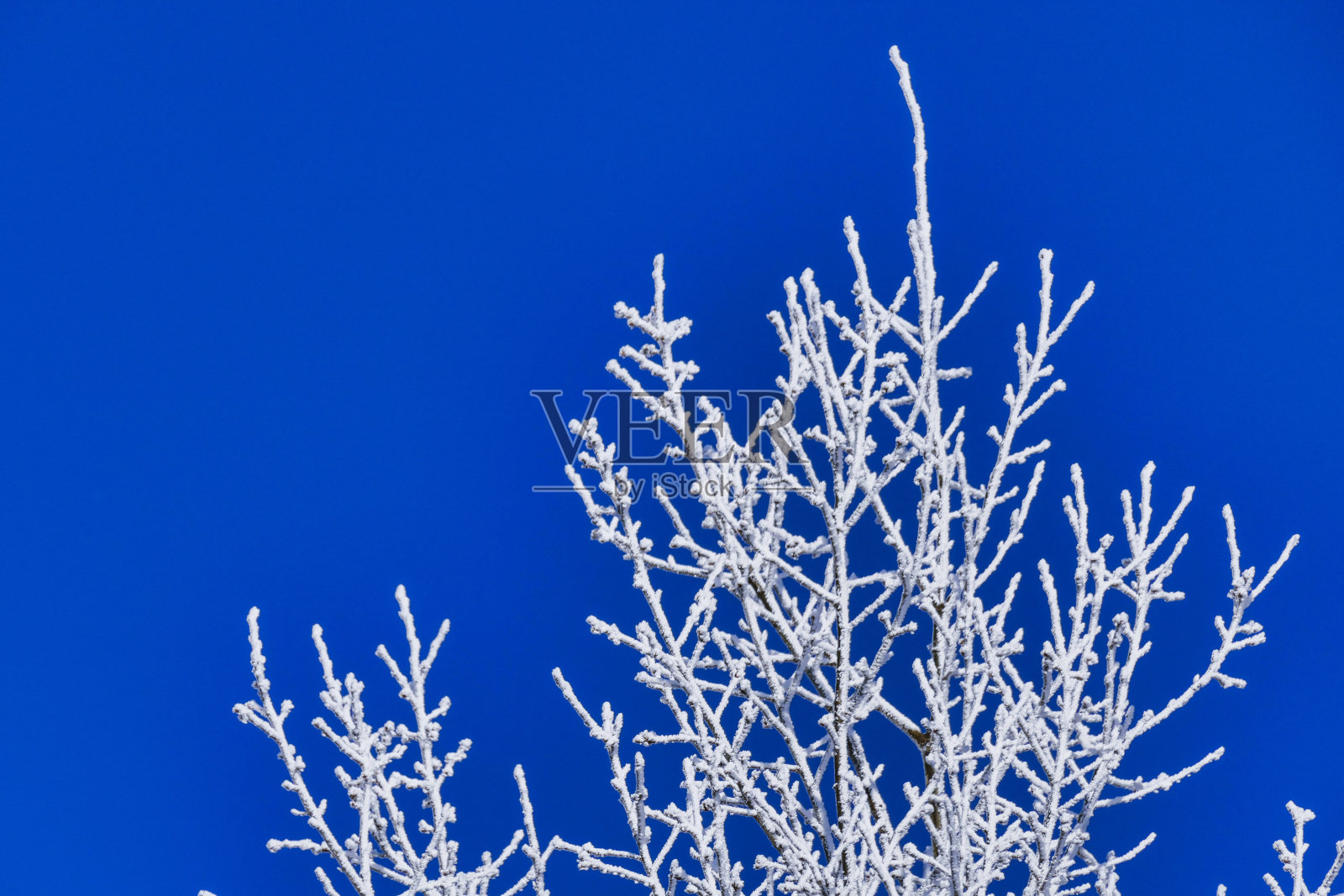 白霜在树上照片摄影图片