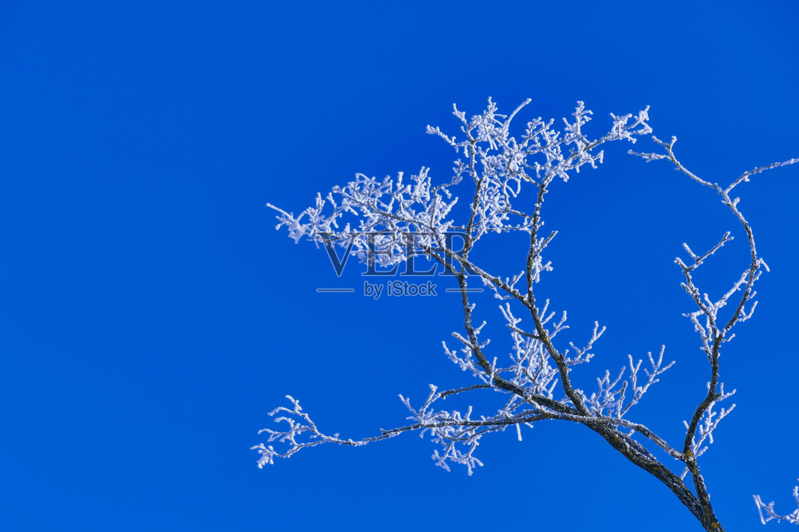 白霜在树上照片摄影图片