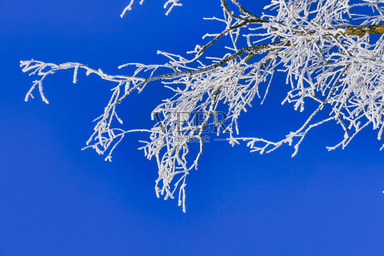 白霜在树上照片摄影图片