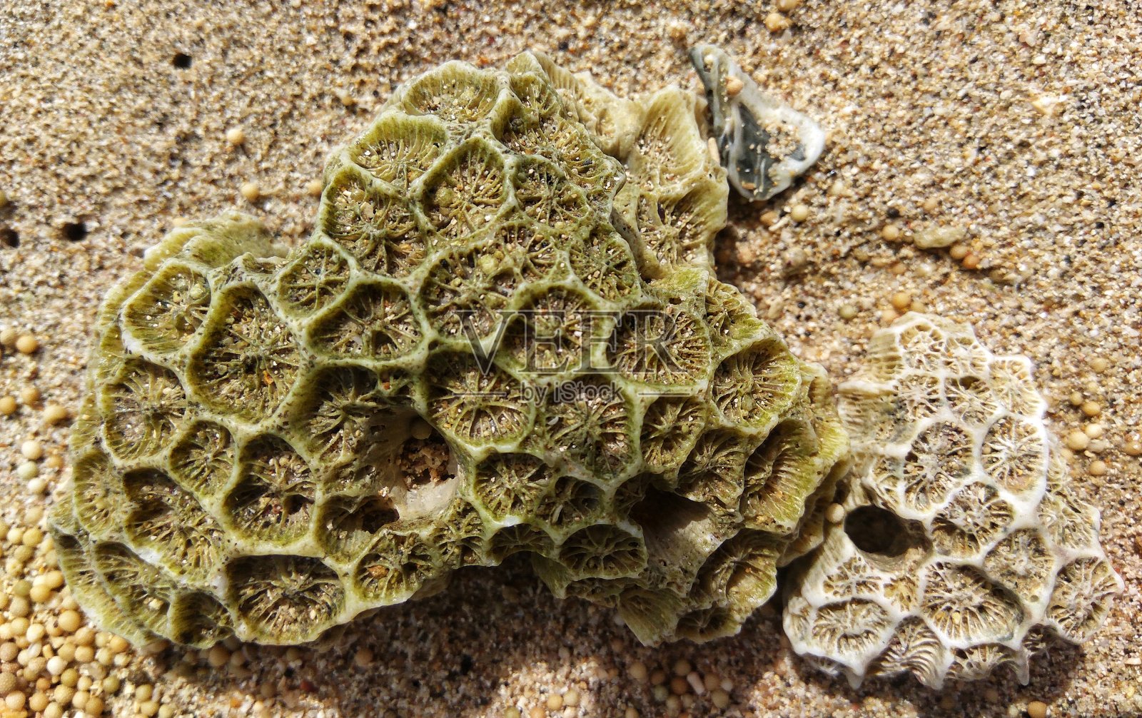 海滩上独一无二的珊瑚照片摄影图片