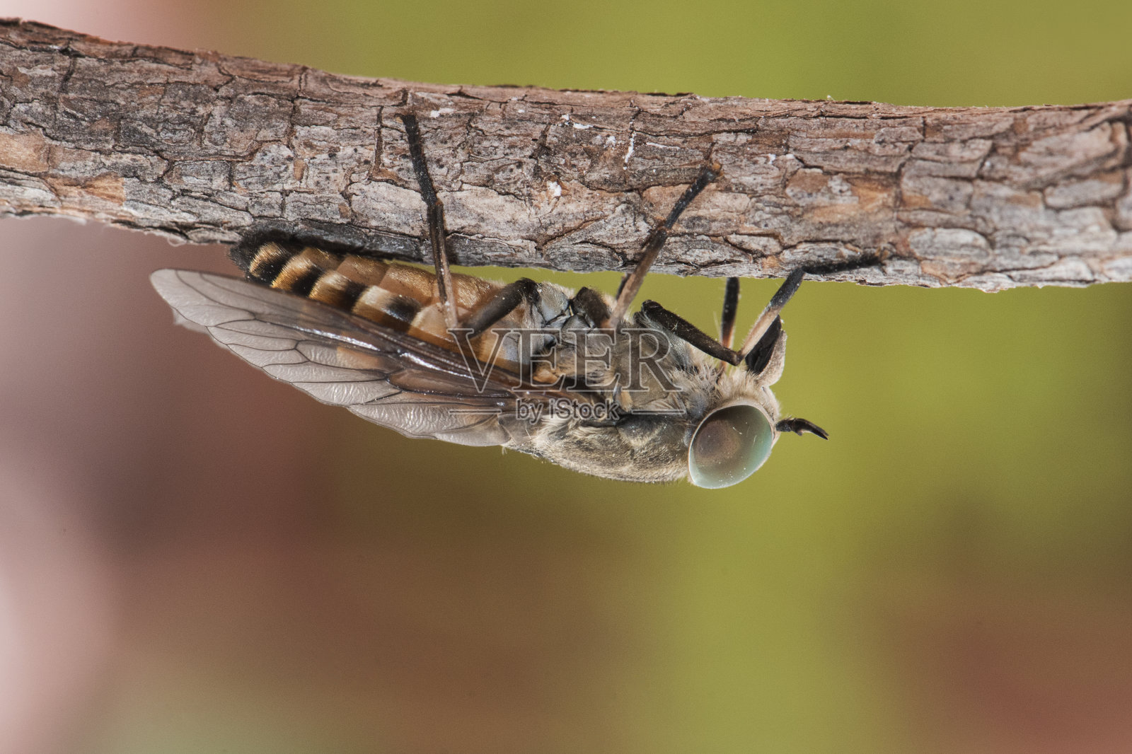黑马虻属，有良好大小的有翼昆虫，有巨大的绿色复眼，晶状体的翅膀，腹部棕黑色栖息在小枝上照片摄影图片