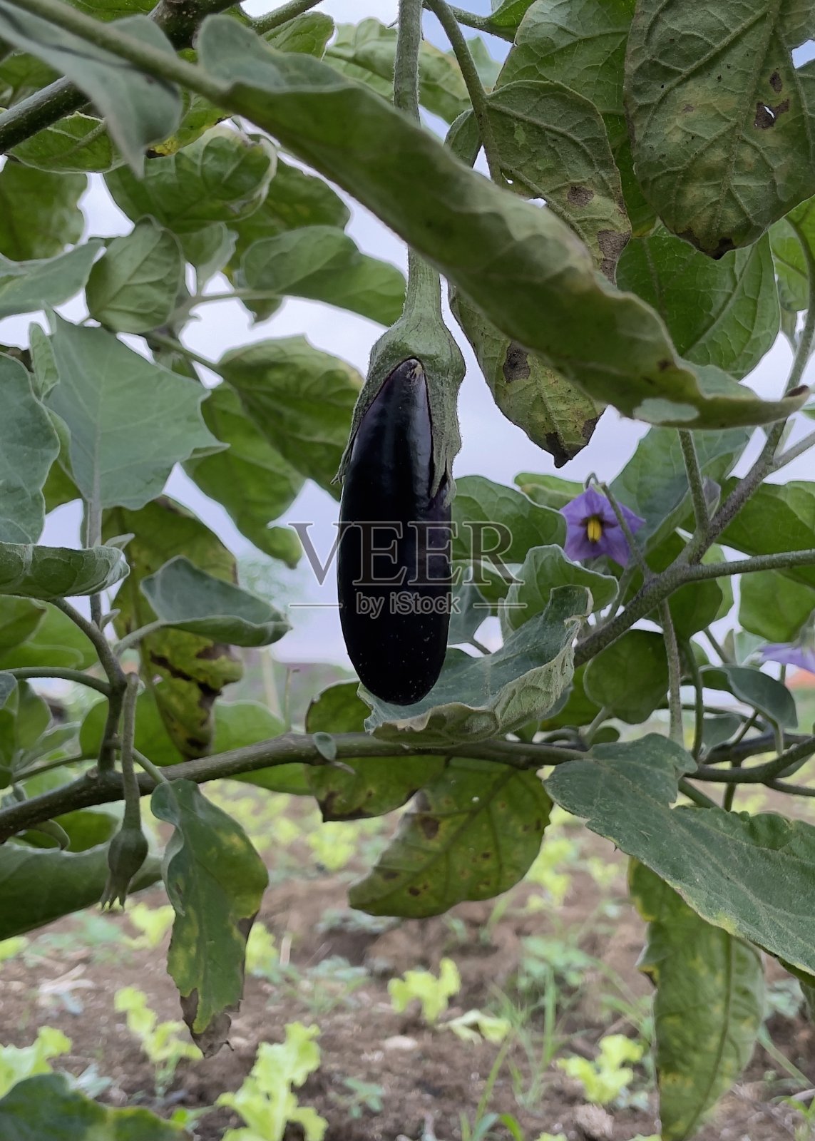 一个茄子照片摄影图片