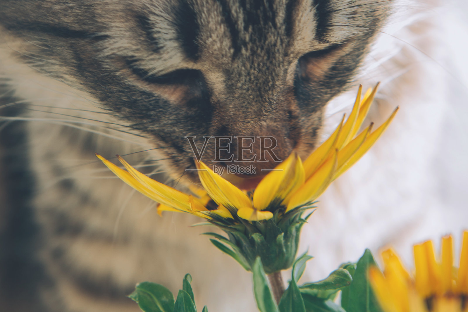 灰虎斑猫嗅着鲜黄色的花照片摄影图片