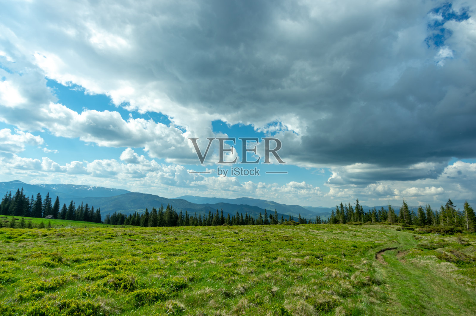 乌克兰喀尔巴阡山脉针叶林中的一片草地。在乌克兰旅游和休息。照片摄影图片