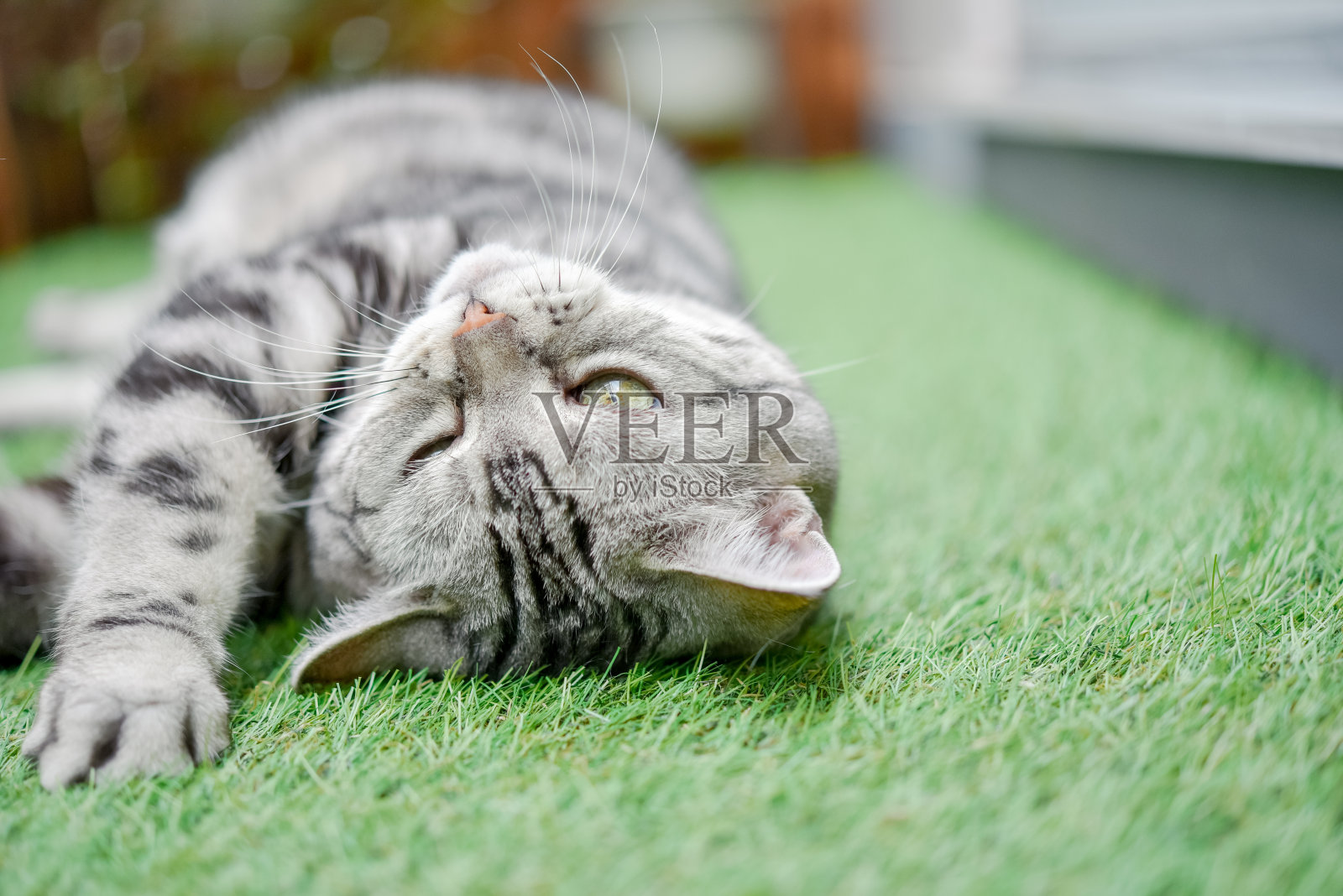 一只猫的脸躺在草地上照片摄影图片