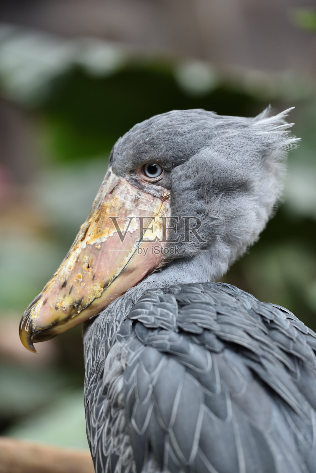 鸟的特写镜头照片摄影图片