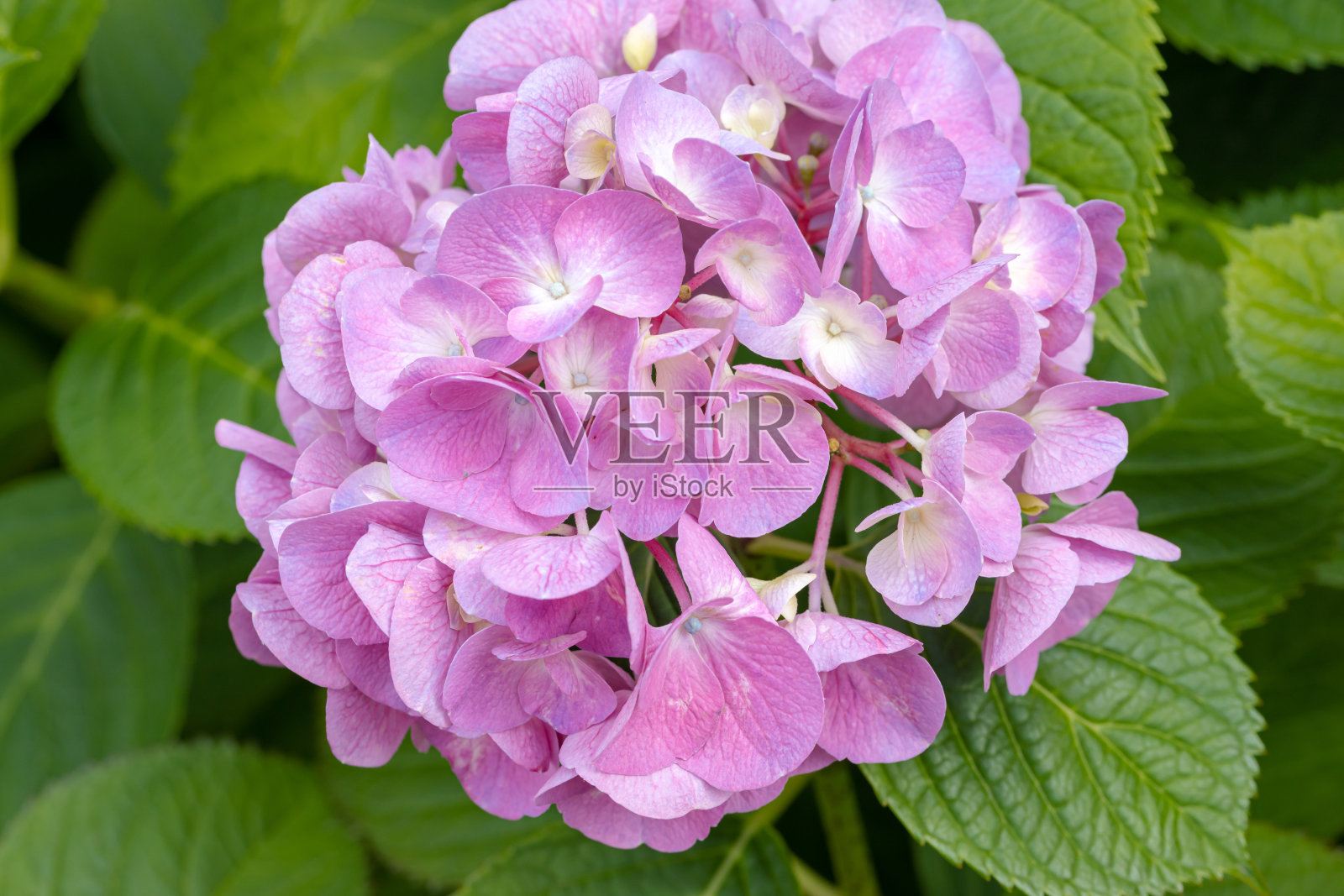 绣球花照片摄影图片