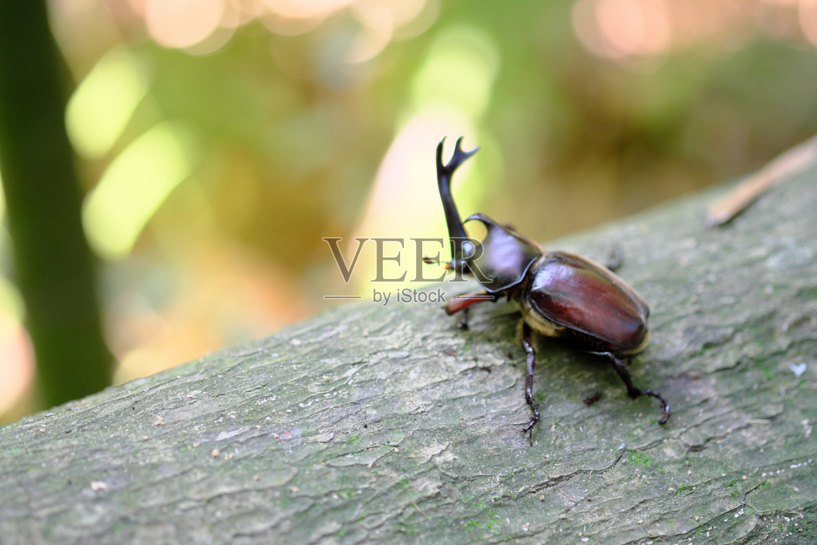 一只可爱的雄性甲虫栖息在一棵树上照片摄影图片