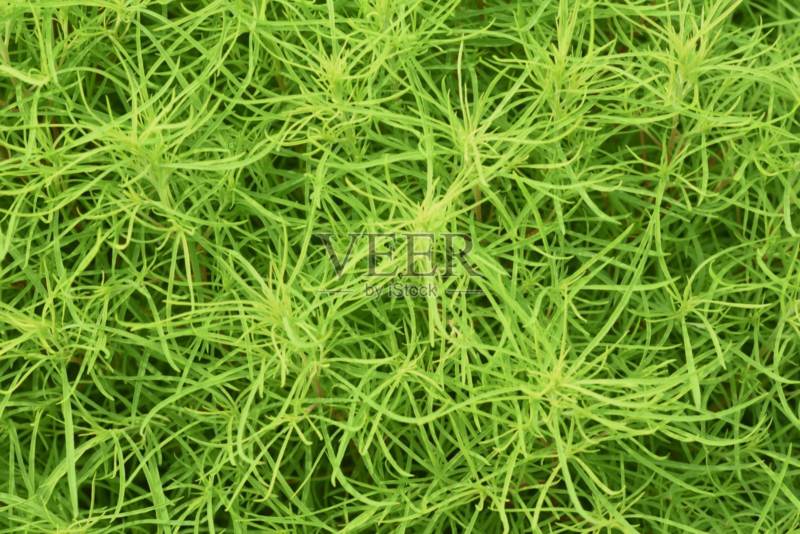 新鲜的绿色Kochia。照片摄影图片