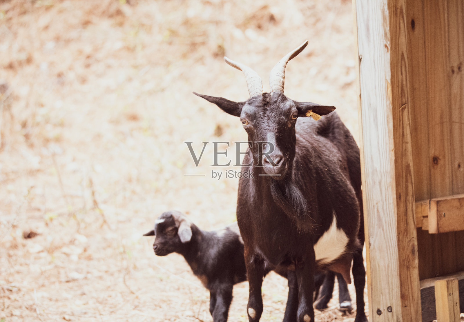山羊的家庭照片摄影图片