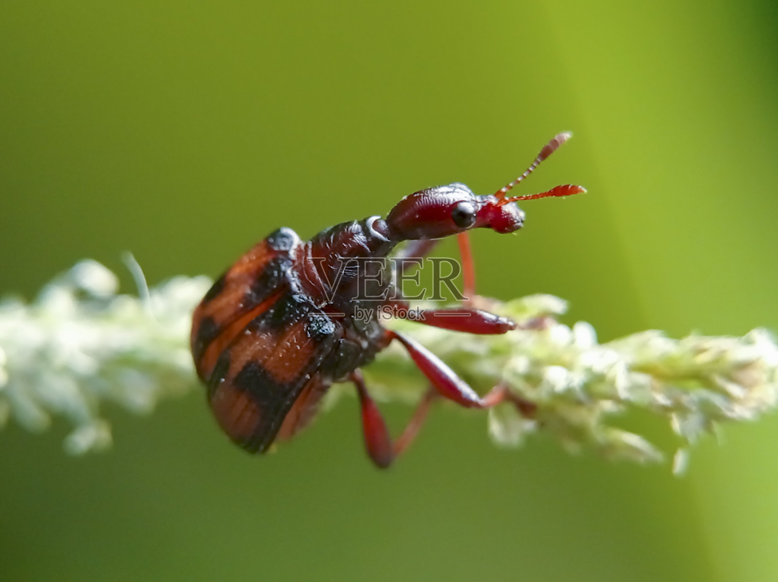 Leaf-Rolling象鼻虫照片摄影图片