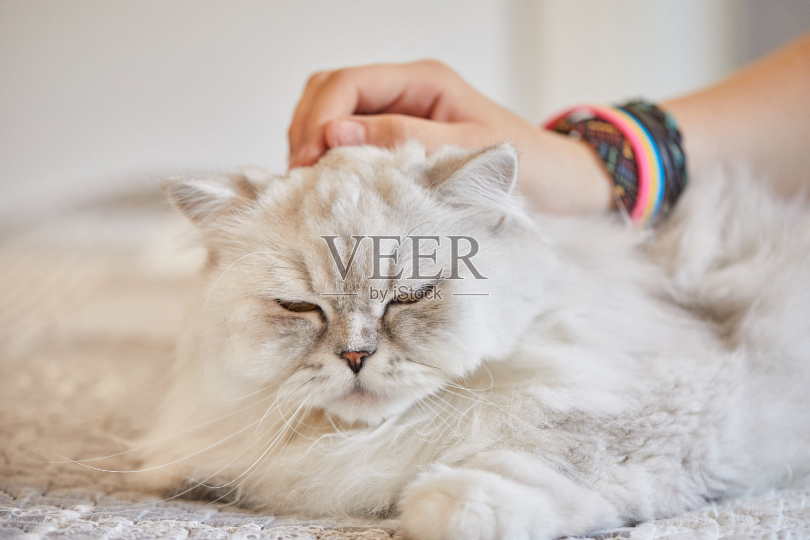 女孩在家抚摸英国长毛白猫照片摄影图片