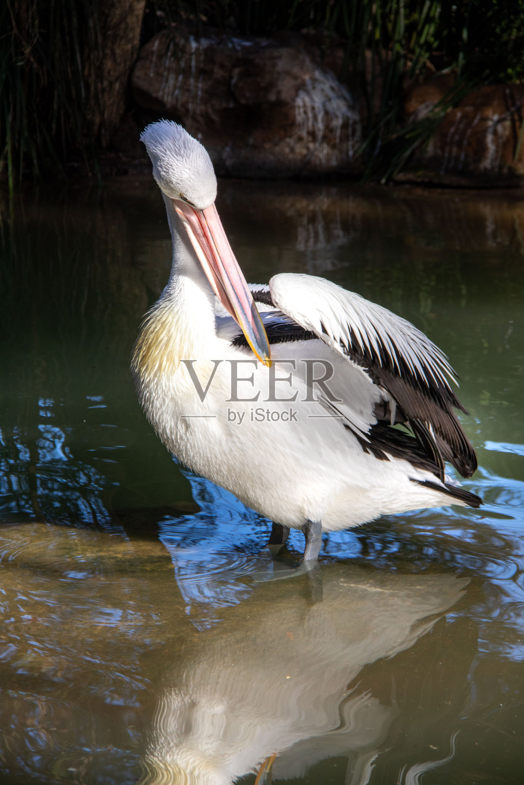 成熟，鹈鹕，澳大利亚，明显的鹈鹕，鸟照片摄影图片