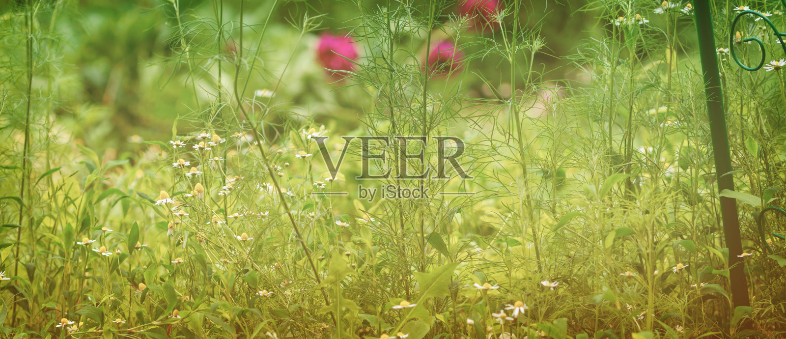 轻春背景的草本和花卉。全景照片照片摄影图片