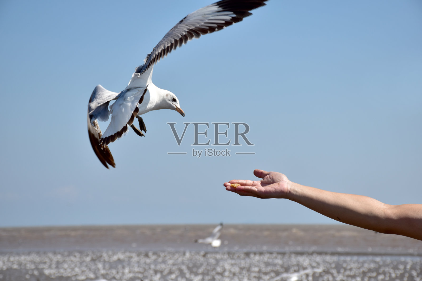给海鸥食物的旅行者之手照片摄影图片
