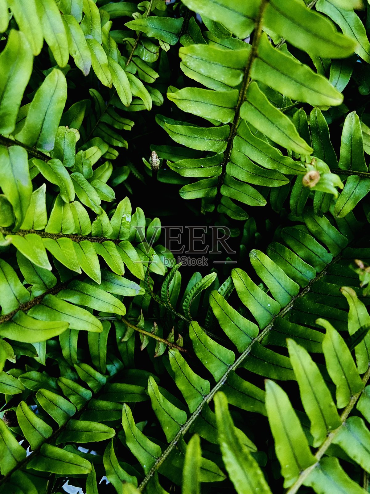 绿色背景照片摄影图片