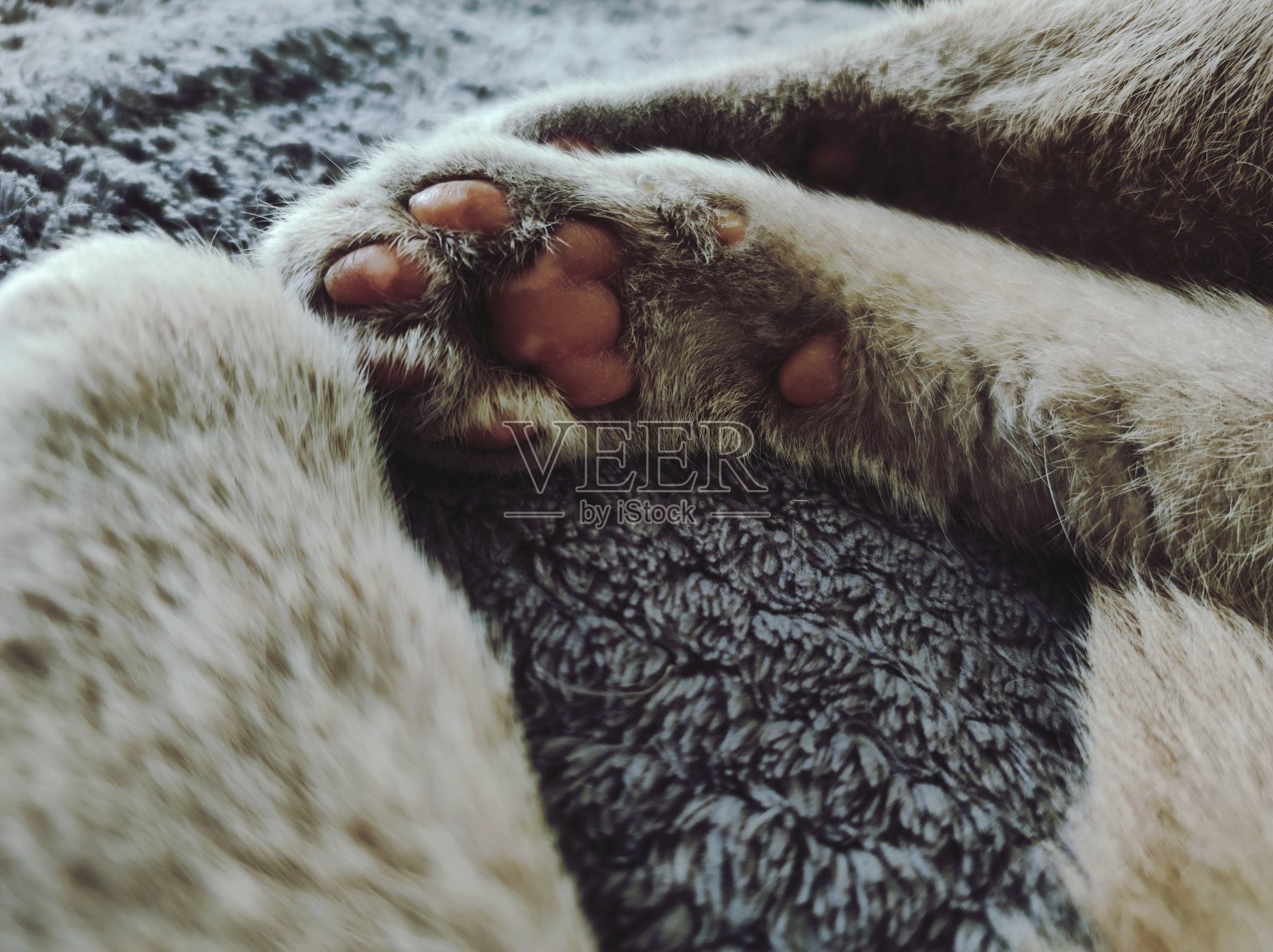 爪子照片摄影图片