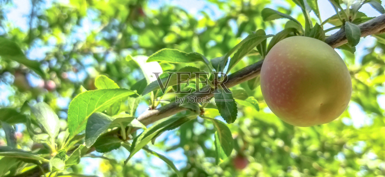红梅在树上。花园里的梅子照片摄影图片