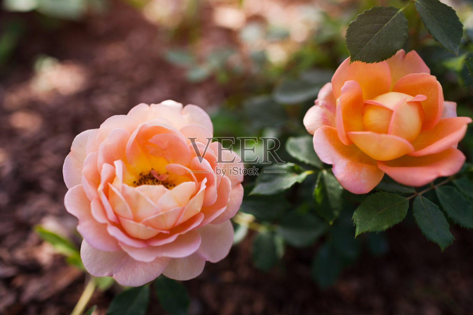 橙色鲑鱼玫瑰夏洛特夫人盛开在夏季花园。英国大卫·奥斯汀精选玫瑰花束照片摄影图片